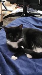 Lost Female Cat last seen Near Near Moffett Rd by Forest Hill Elementary School, Mobile, AL 36618