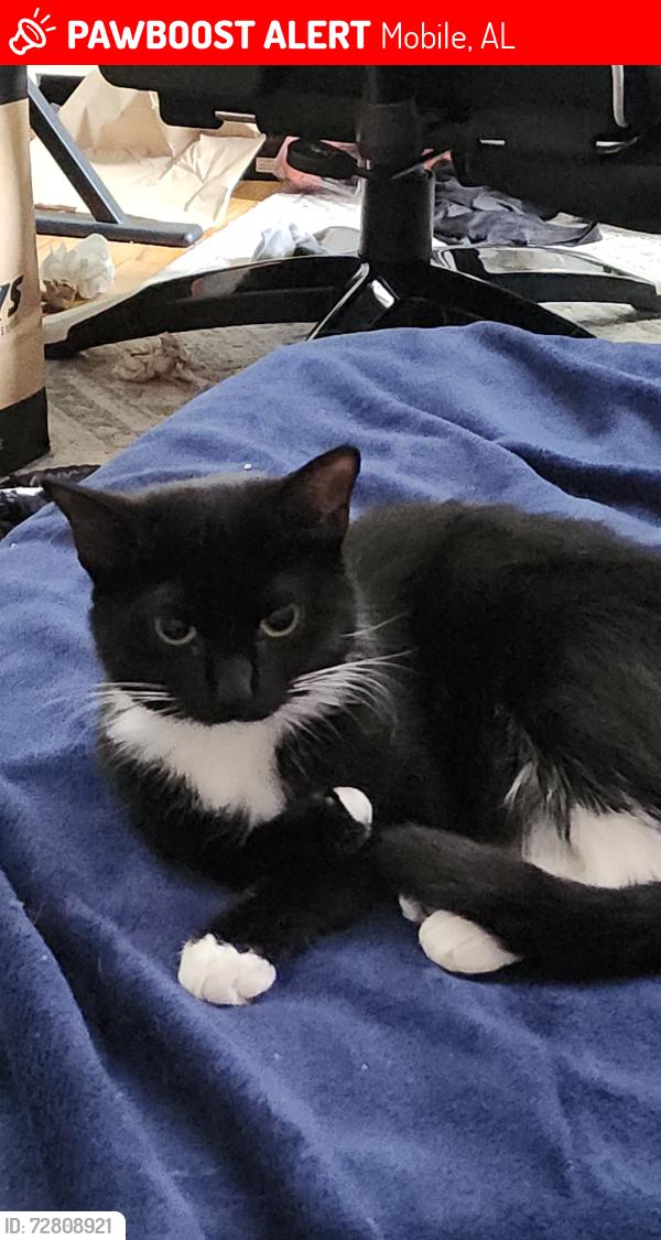Lost Female Cat last seen Near Near Moffett Rd by Forest Hill Elementary School, Mobile, AL 36618