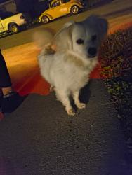 Found/Stray Unknown Dog last seen Bowmark, North Highlands, CA 95842