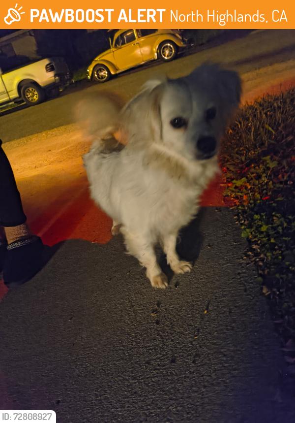 Found/Stray Unknown Dog last seen Bowmark, North Highlands, CA 95842