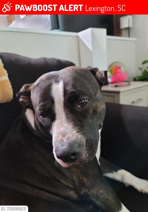 Lost Female Dog last seen Platt springs rd, Lexington, SC 29072