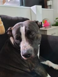 Lost Female Dog last seen Platt springs rd, Lexington, SC 29072