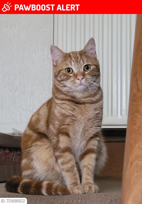 Deceased Male Cat last seen Durham Road, Deckham, England NE8