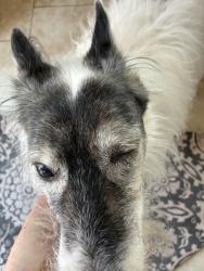 Lost Female Dog last seen Nickerson Blvd, Hampton, VA 23669