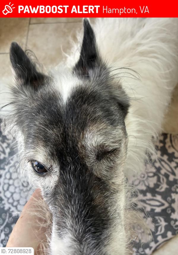 Lost Female Dog last seen Nickerson Blvd, Hampton, VA 23669