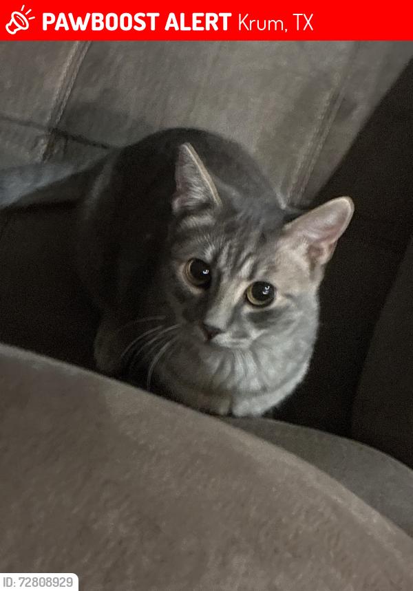 Lost Male Cat last seen shady ln krum tx, Krum, TX 76249