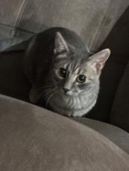 Lost Male Cat last seen shady ln krum tx, Krum, TX 76249