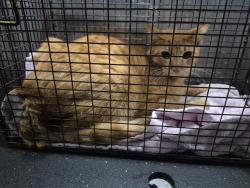 Shelter Stray Male Cat last seen Near BLOCK SPRING FLOWER, San Antonio, TX 78227