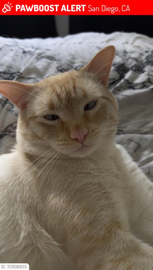 Lost Male Cat last seen Del Sol Blvd, San Diego, CA 92154