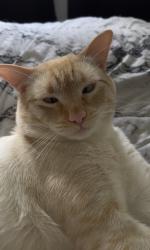 Lost Male Cat last seen Del Sol Blvd, San Diego, CA 92154