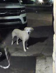 Found/Stray Male Dog last seen 36th and Main, Norman, OK 73072