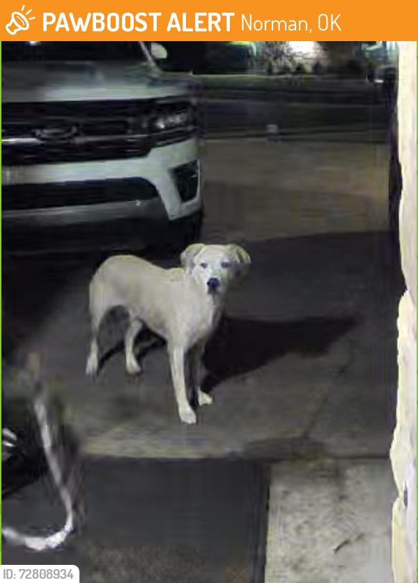 Found/Stray Male Dog last seen 36th and Main, Norman, OK 73072