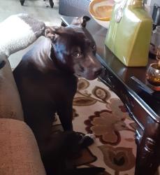 Lost Male Dog last seen Hewlett street and craig street, Schenectady, NY 12307
