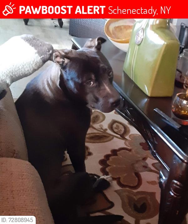 Lost Male Dog last seen Hewlett street and craig street, Schenectady, NY 12307