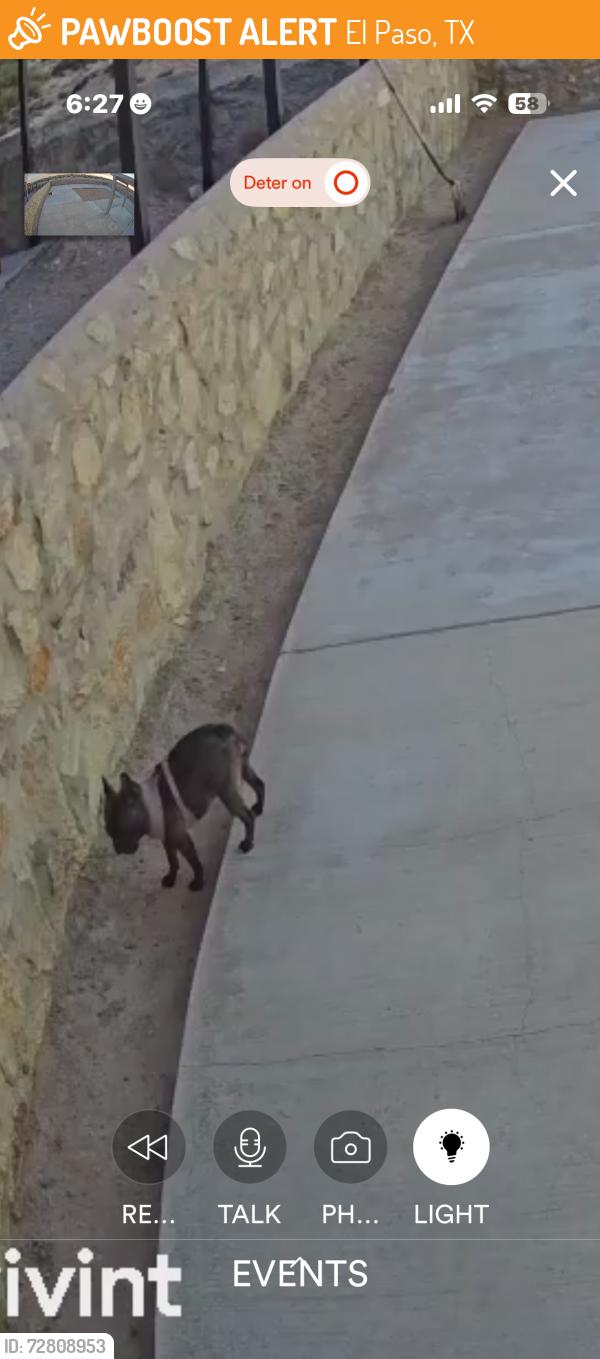 Found/Stray Female Dog last seen Summer sky and sky harbor , El Paso, TX 79928