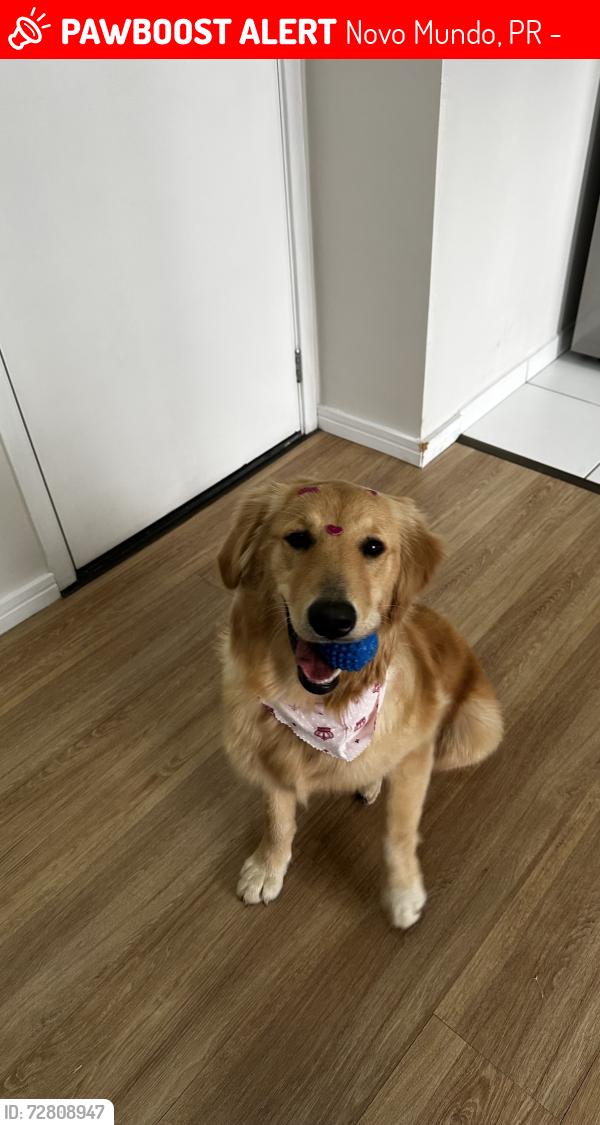 Lost Female Dog last seen Autoglass linha verde , Novo Mundo, PR 82590-100