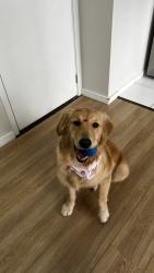 Lost Female Dog last seen Autoglass linha verde , Novo Mundo, PR 82590-100