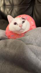 Lost Female Cat last seen Charles Ave, Parma, OH 44129