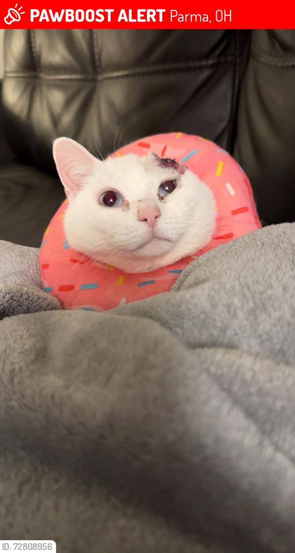 Lost Female Cat last seen Charles Ave, Parma, OH 44129