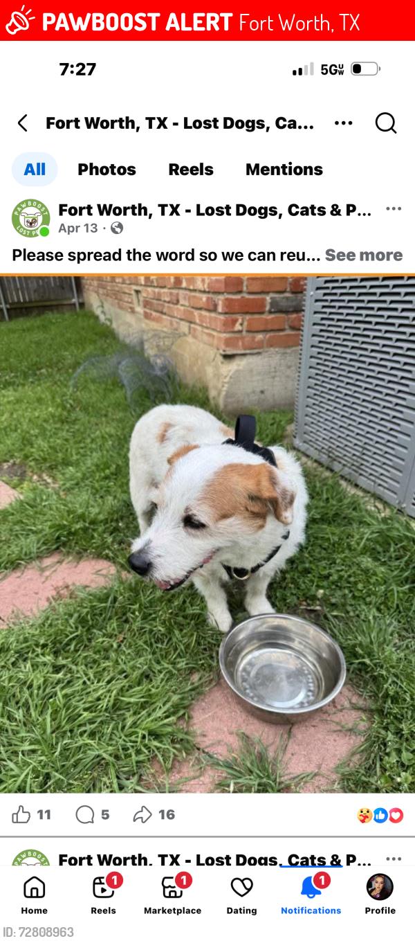 Lost Male Dog last seen Treehaven rd Fort Worth Texas 76116, Fort Worth, TX 76116