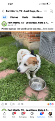 Lost Male Dog last seen Treehaven rd Fort Worth Texas 76116, Fort Worth, TX 76116