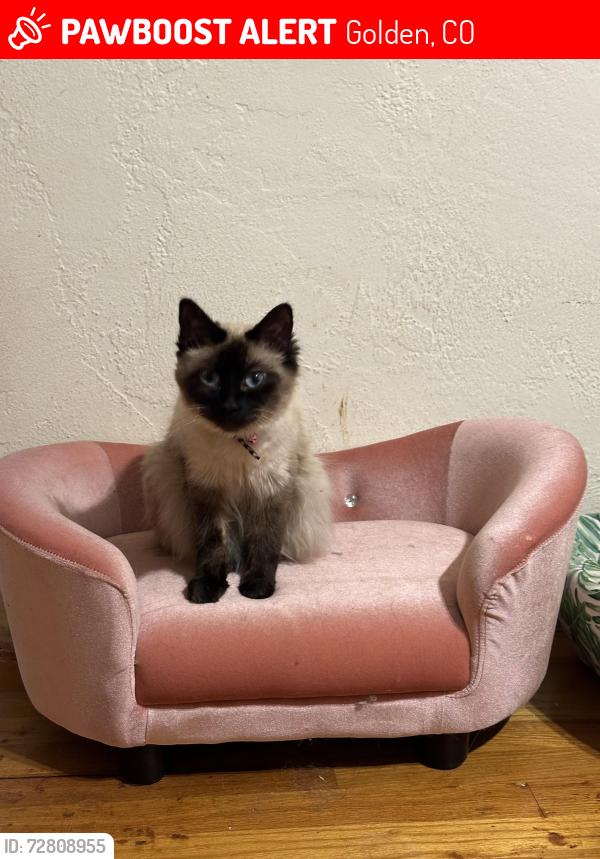 Lost Female Cat last seen Quaker and w. 15th ave, Golden, CO 80401