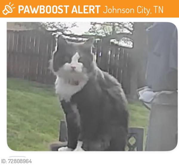 Found/Stray Male Cat last seen Knob creek rd , Johnson City, TN 37604