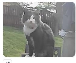 Found/Stray Male Cat last seen Knob creek rd , Johnson City, TN 37604
