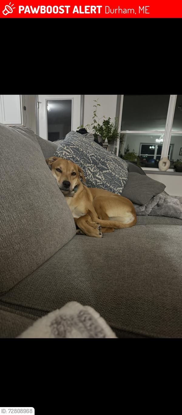 Lost Female Dog last seen Swamp road, Durham, ME 04222