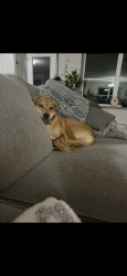 Lost Female Dog last seen Swamp road, Durham, ME 04222