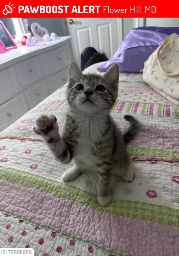Lost Male Cat last seen Não sei , Flower Hill, MD 20879