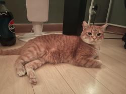 Lost Male Cat last seen Near henderson highwY, Winnipeg, MB R2L 1M7