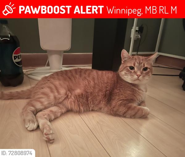 Lost Male Cat last seen Near henderson highwY, Winnipeg, MB R2L 1M7