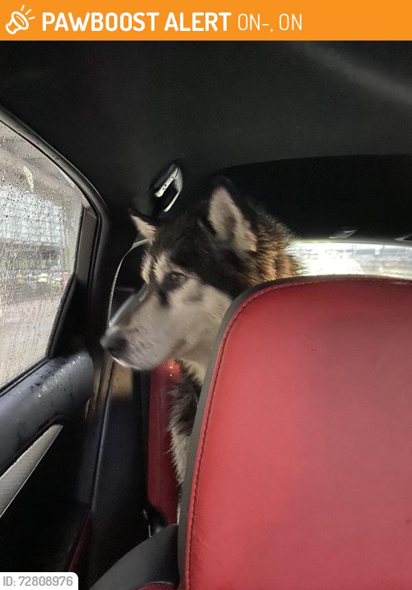Found/Stray Unknown Dog last seen Hwy427 and 407, ON-427, ON 
