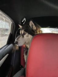 Found/Stray Unknown Dog last seen Hwy427 and 407 , ON-427, ON 