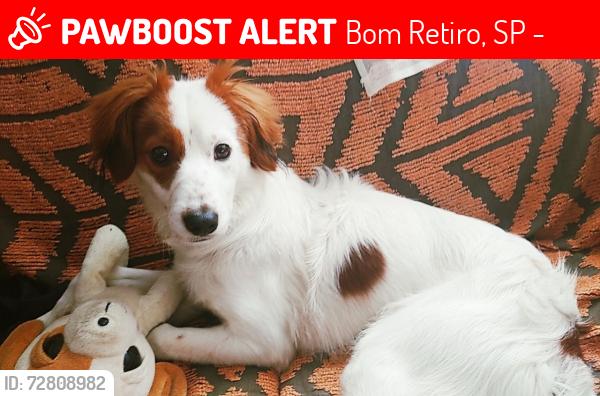 Lost Male Dog last seen Rua Matarazzo , Bom Retiro, SP 01128-050