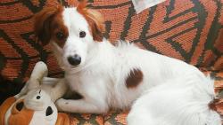 Lost Male Dog last seen Rua Matarazzo , Bom Retiro, SP 01128-050