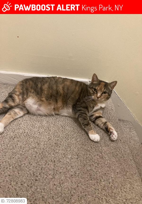 Lost Female Cat last seen Carriage Dr, Kings Park, NY 11754