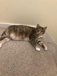 Lost Female Cat last seen Carriage Dr, Kings Park, NY 11754
