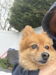 Found/Stray Male Dog last seen Cail drive , East Rockaway, NY 11518