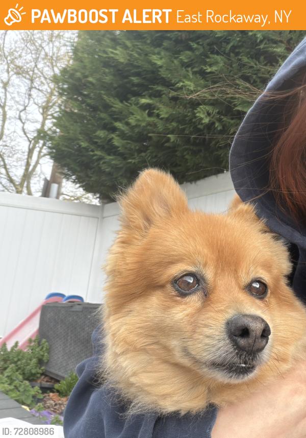 Found/Stray Male Dog last seen Cail drive , East Rockaway, NY 11518
