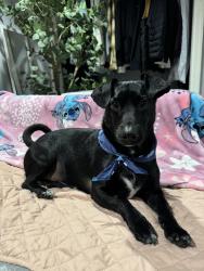 Lost Male Dog last seen Solid Rock Baptist Church, Marshville, NC 28103