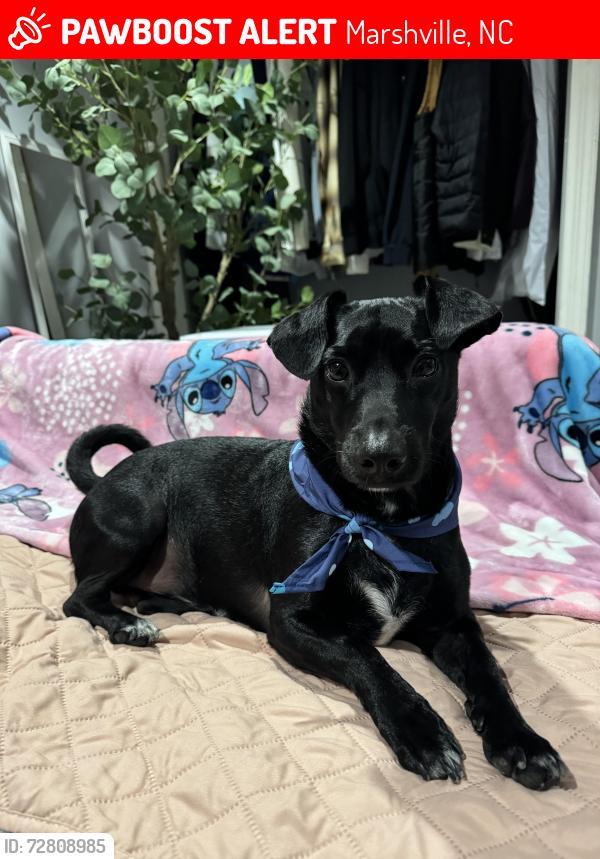 Lost Male Dog last seen Solid Rock Baptist Church, Marshville, NC 28103