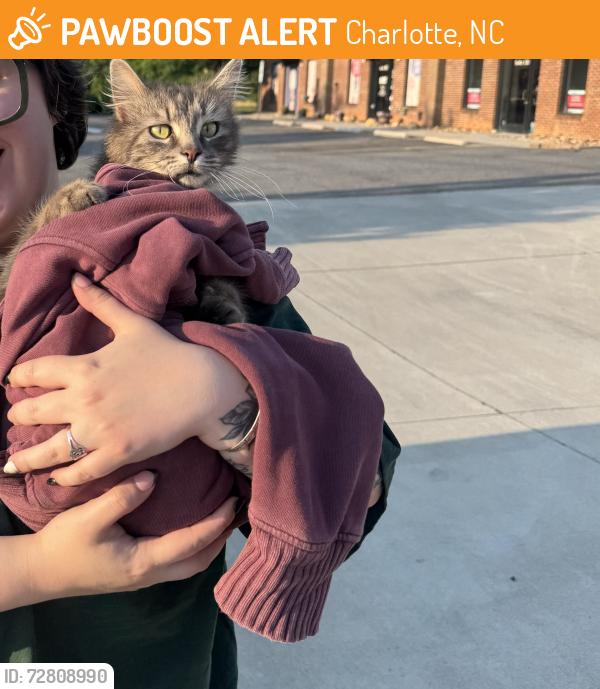 Found/Stray Female Cat last seen Highland creek, Charlotte, NC 28269