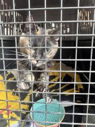 Found/Stray Unknown Cat last seen Brittles Ln, Gay avenue , Richmond, VA 23231