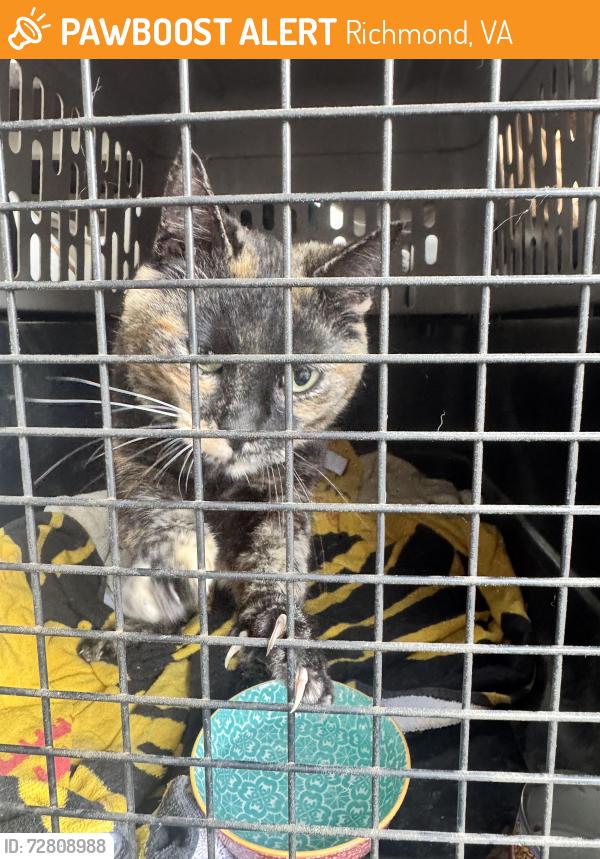 Found/Stray Unknown Cat last seen Brittles Ln, Gay avenue , Richmond, VA 23231