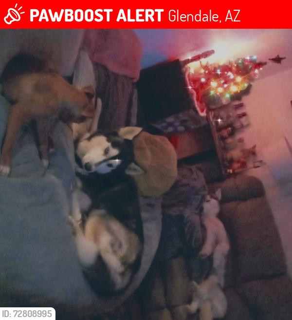 Lost Male Dog last seen Dysart and Glendale , Glendale, AZ 85307