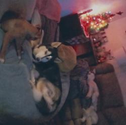 Lost Male Dog last seen Dysart and Glendale , Glendale, AZ 85307