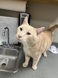 Found/Stray Male Cat last seen Southport at Buck Creek apmts, Indianapolis, IN 46227