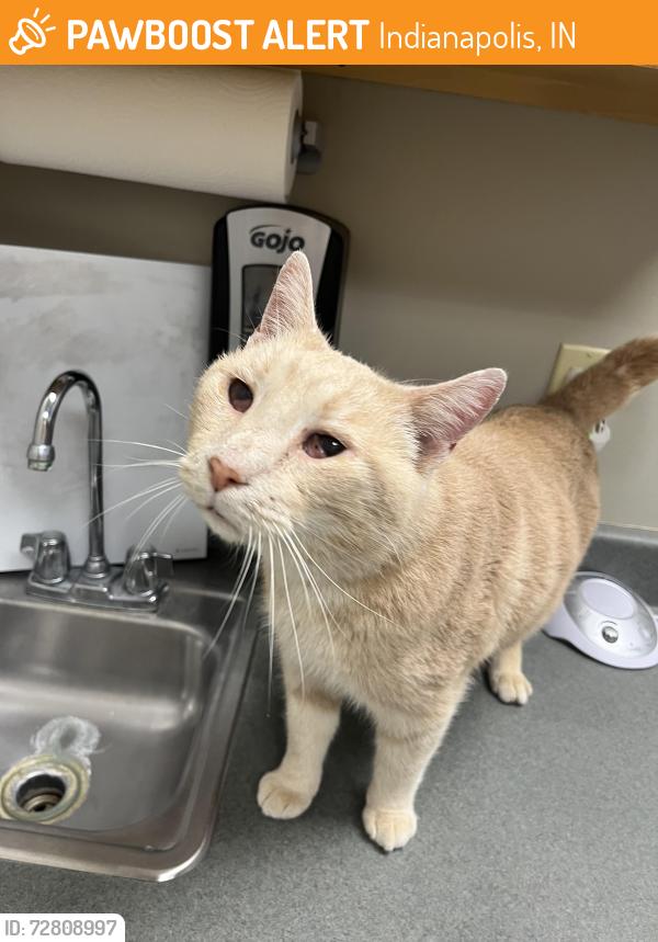 Found/Stray Male Cat last seen Southport at Buck Creek apmts, Indianapolis, IN 46227